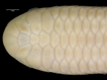Media type: image;   Herpetology R-12361 Aspect: head dorsal
